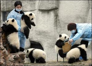 Zookeepers feed and play with panda cubs